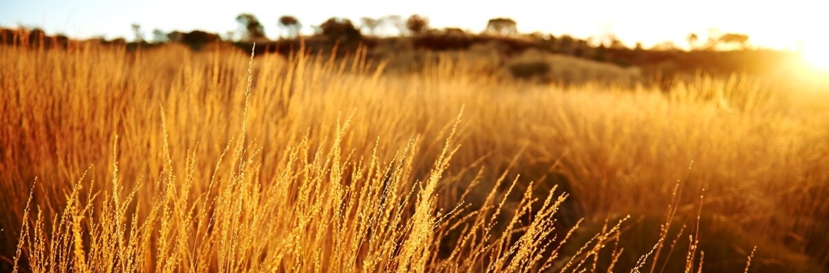 Field with long grass with a golden setting sun