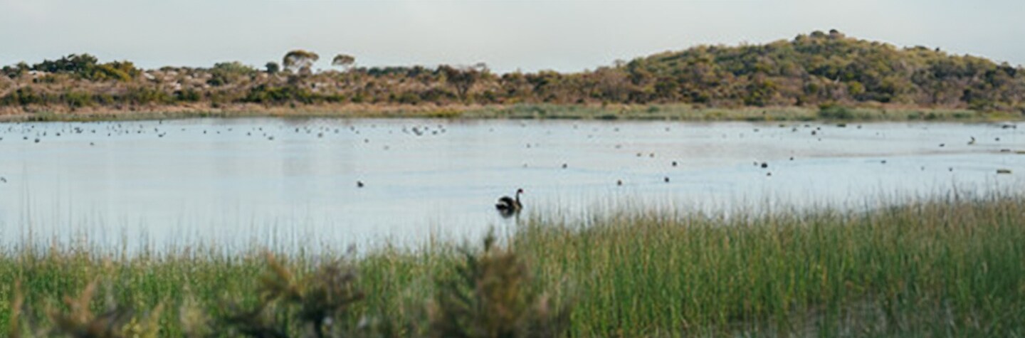 wetlands