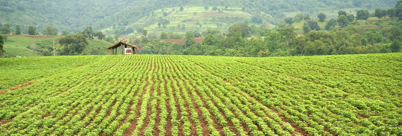 Crop