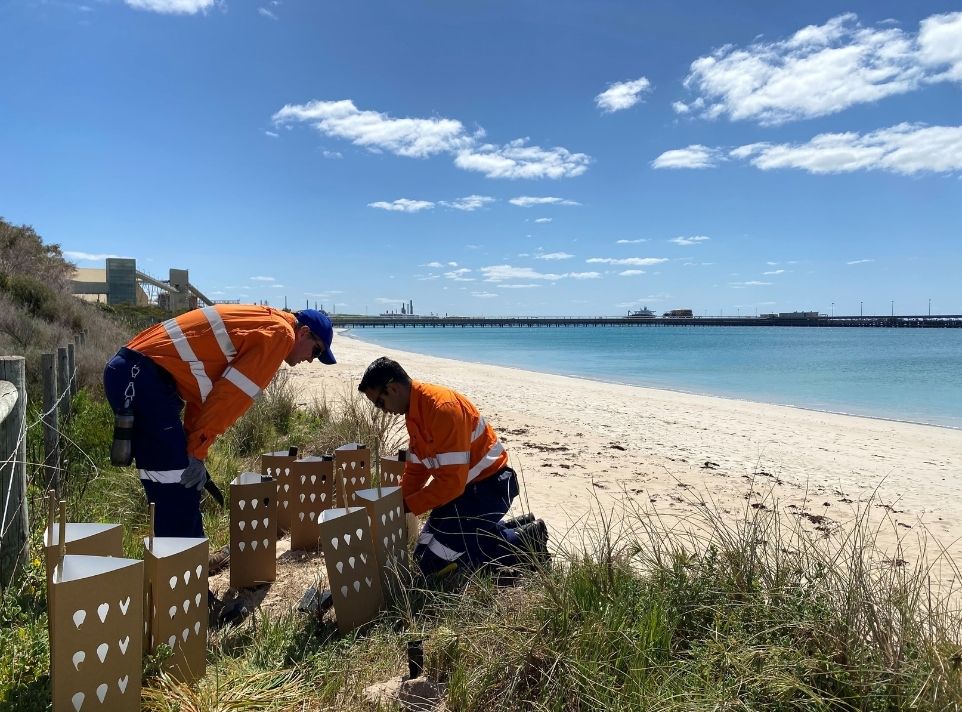 workers planting trees on the beach