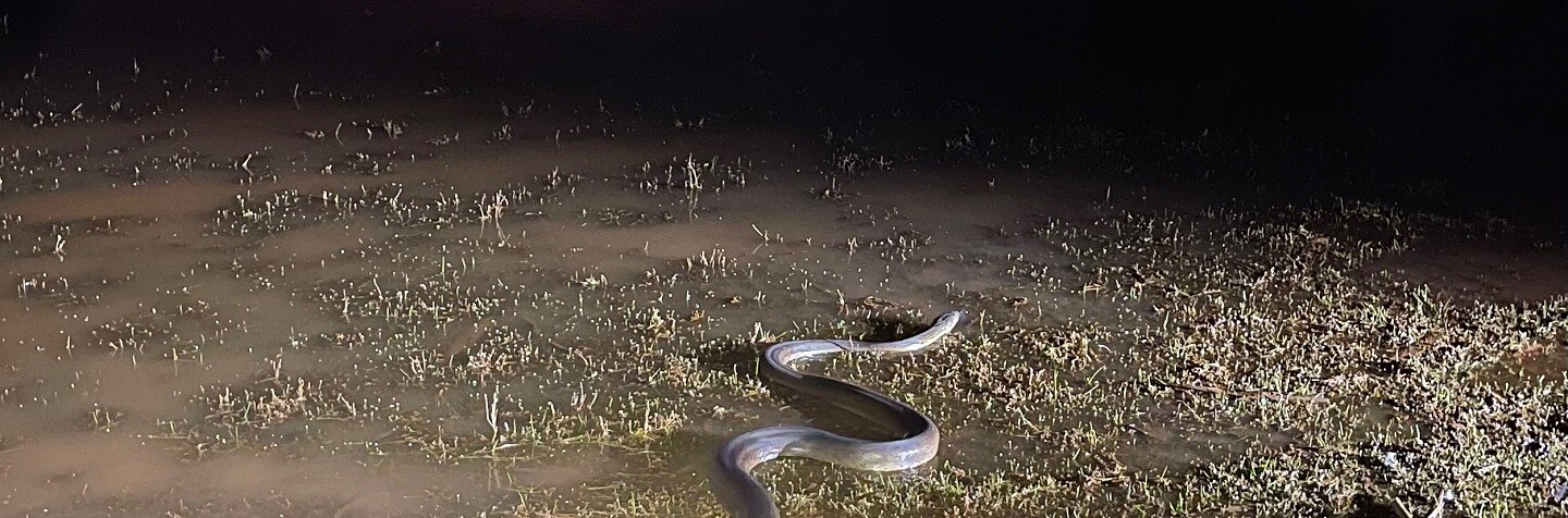 An olive python moves through wetlands