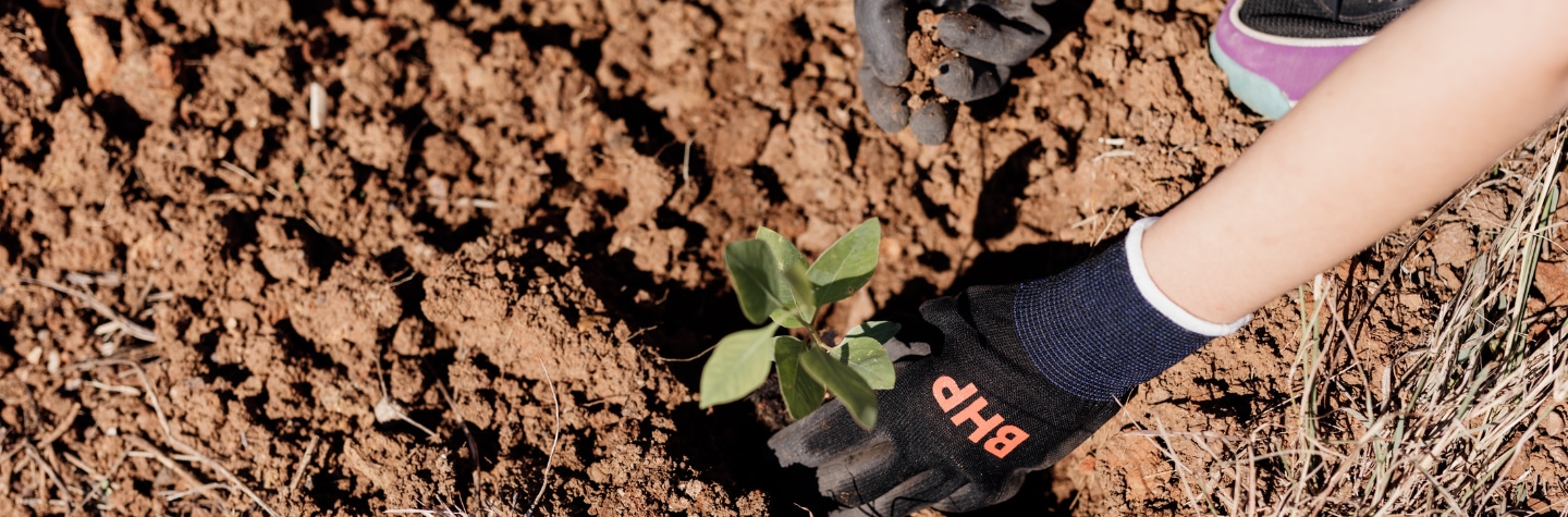 251015 Tree Day 1920 x 634